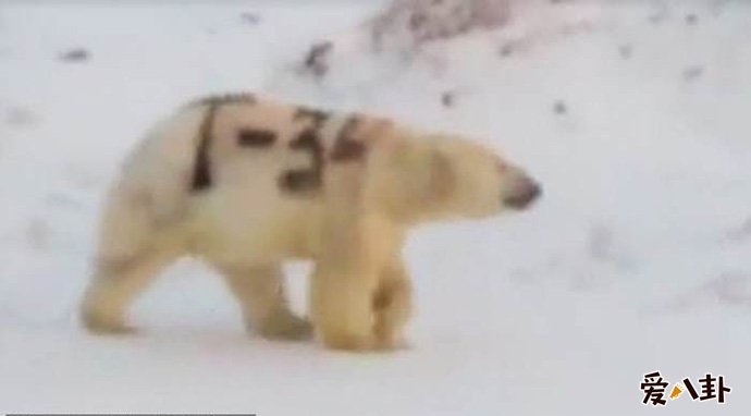 北极熊身上被涂字