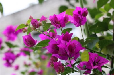 ​适合女生的游戏名字(精选802个)