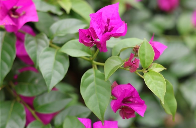 霸气的名字网名(733个)