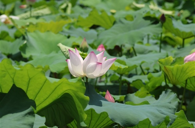 高雅诗意的游戏名字(精选742个)