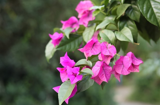 清新文雅的qq女生网名(共531个) 清新文雅的qq女生网名(共531个)