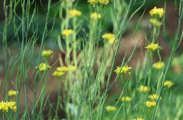 女生网名唯美小清新四个字(精选530个) 女生网名唯美小清新四个字(精选530个)