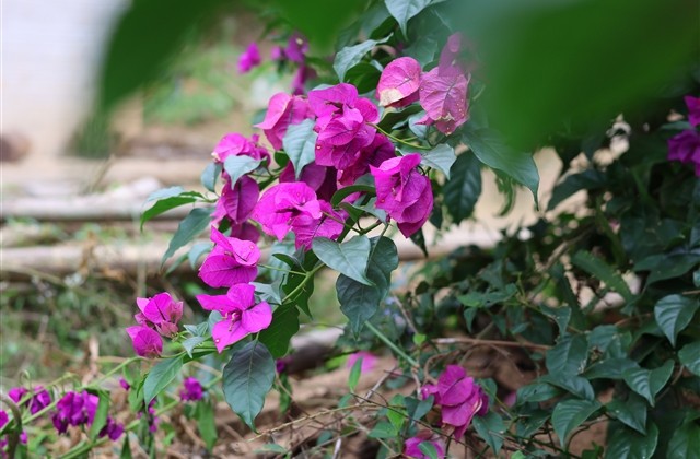 不烂大街的小清新网名(精选530个)