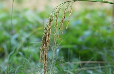 ​飞车简单干净的名字