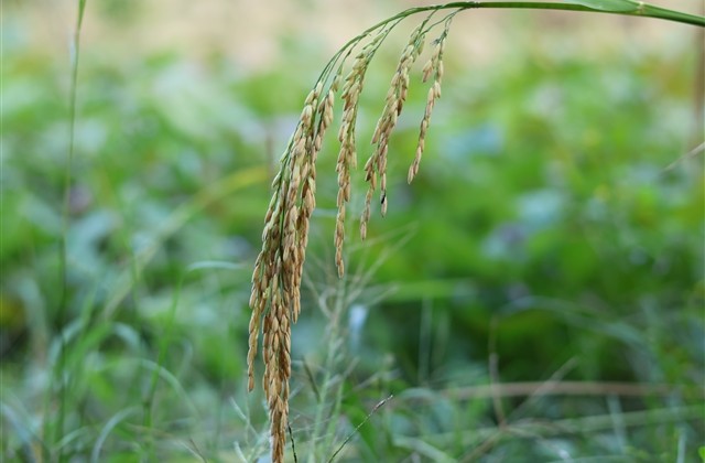 飞车简单干净的名字