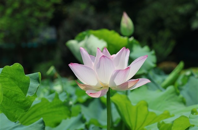 高质量的游戏id(共221个)