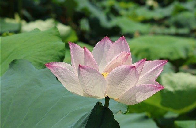 适合刚分手的网名(共162个)