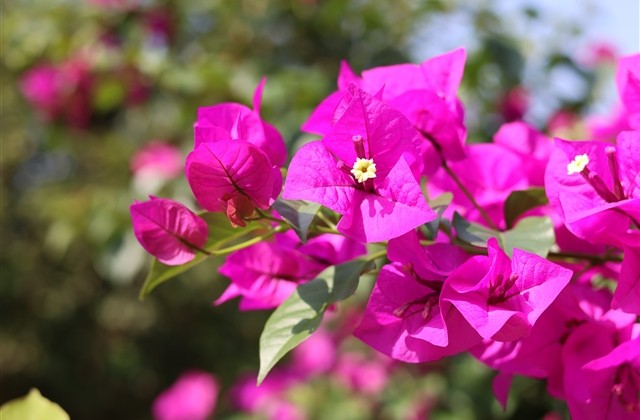 适合女孩子用的漂亮英文网名