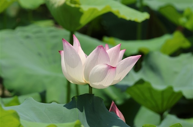 适合520情人节的情侣网名(优选67个) 适合520情人节的情侣网名(优选67个)