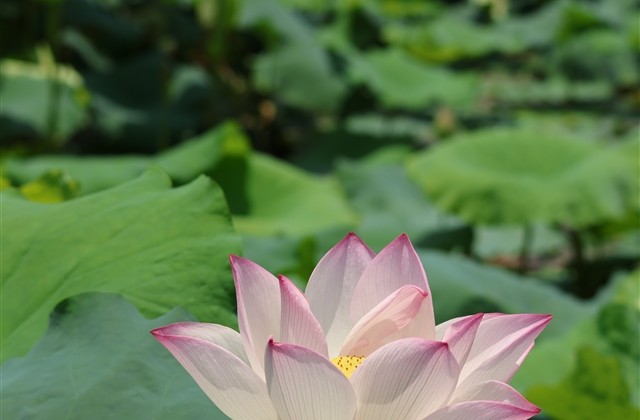 霸道的闺秘网名(精选62个)