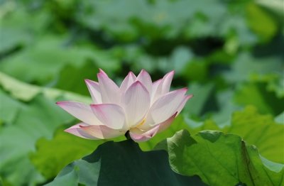 ​韩文网名情侣，韩系情侣网名(45句)