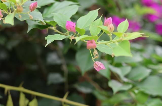 霸气又不失风度的网名 霸气到爆炸的网名