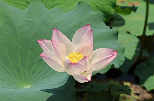 龙族幻想好听的id 龙族幻想手游取什么名字好