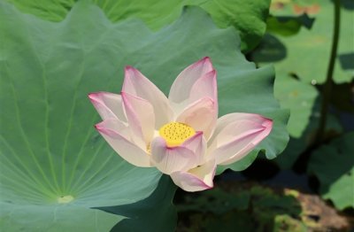 ​天刀女生好听游戏名字(优选399个)