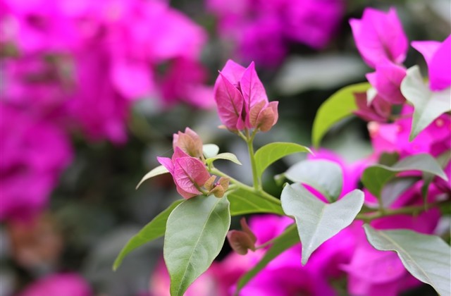 古典优雅富有诗意的网名(优选403个)