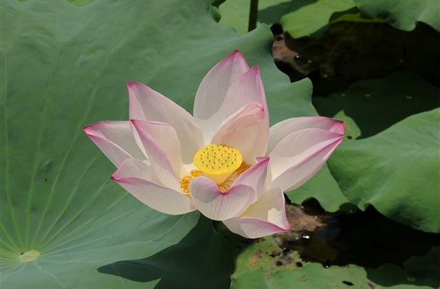 关于鱼的搞笑网名(优选371个) 关于鱼的搞笑网名(优选371个)