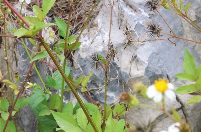 清新可爱的微信名字