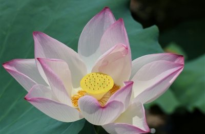 ​好听不易撞的王者id(精选387个)