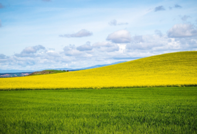 ​描写春雨的句子诗句（关于春雨的佳句欣赏）