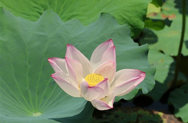 女生好听的昵称大全(268个) 女生好听的昵称大全(268个)