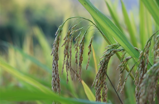 最火的伤感女生网名(优选283个) 最火的伤感女生网名(优选283个)