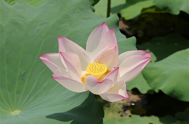 好听低调恩爱情侣名字大全(160个) 好听低调恩爱情侣名字大全(160个)