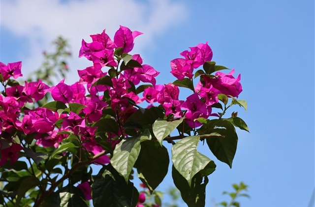 女人看淡一切的昵称霸气(优选238个)