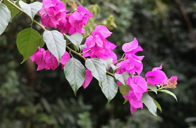 吸引女生的游戏名字(共240个)