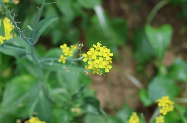 吸引女生的游戏名字(共240个)