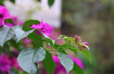 ​比较文艺的三个字的网名(优选285个)