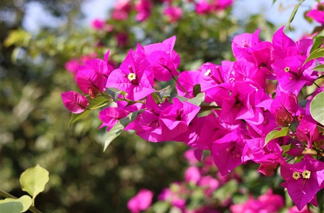 成年女人的网名(精选253个)