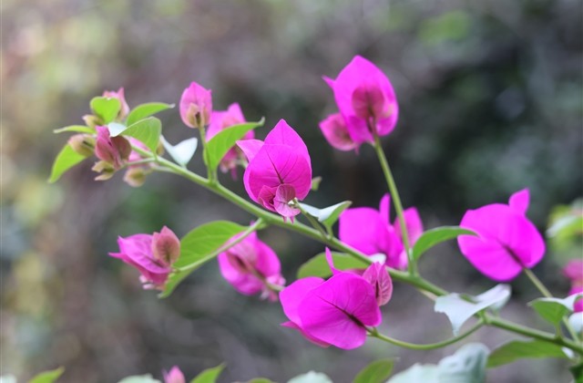 王者荣耀二字诗意昵称(精选334个)