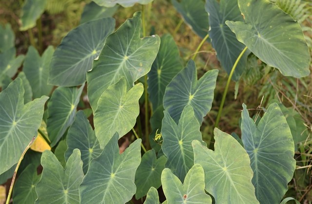 特别憨憨的网名(共118个)