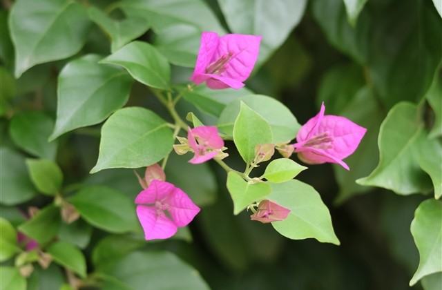 俏皮心爱的情侣网名(61个)