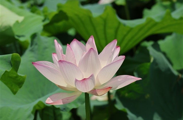 爱你依旧情感网名(共101个)