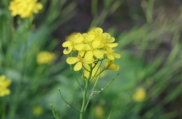 吉祥好兆头的网名(106个) 吉祥好兆头的网名(106个)