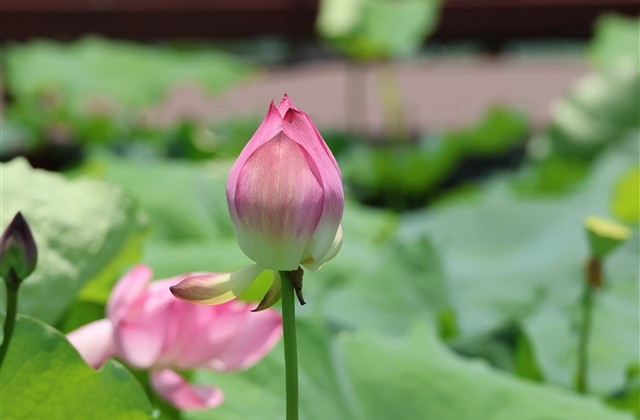 好听霸气的网名(80个) 好听霸气的网名(80个)