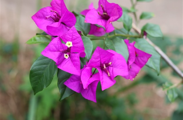 三个字女生好听网名(113个) 三个字女生好听网名(113个)