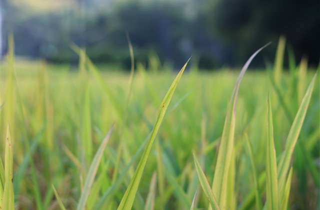 最欠揍的网名5个字 很贱又欠揍的五字网名 最欠揍的网名5个字 很贱又欠揍的五字网名