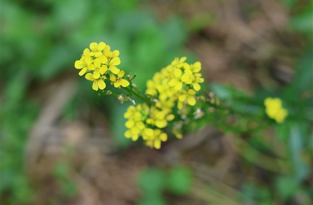 关于风的QQ网名(共60个)