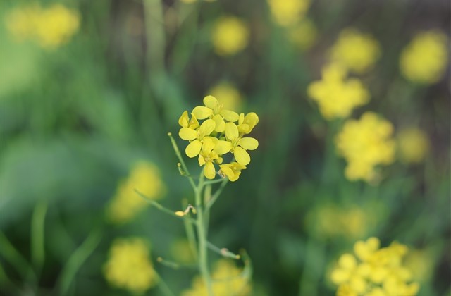 网易云温柔名字 网易云优美的网名 网易云温柔名字 网易云优美的网名