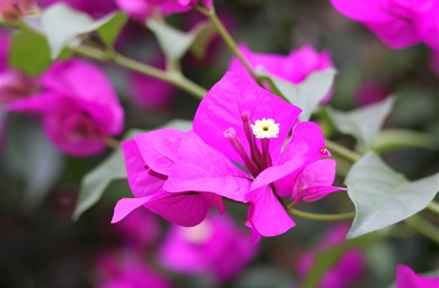 男生搞怪的网名，好玩搞怪的网名
