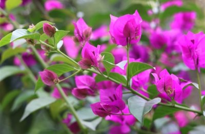 ​男生用的网名有哪些