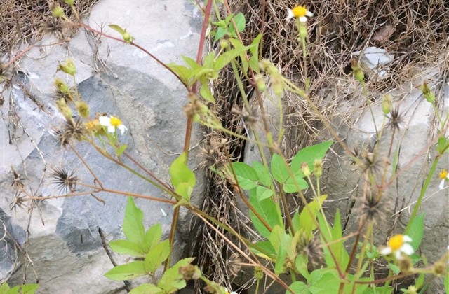 最火的五字网名大全 最火的五字网名大全