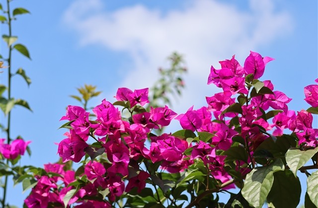 LOL关于剑圣的ID LOL关于剑圣的ID