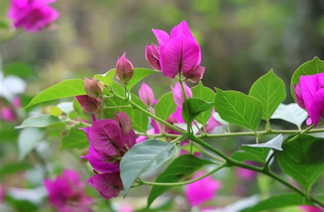 可爱的女生微信名字萌萌哒 可爱的女生微信名字萌萌哒