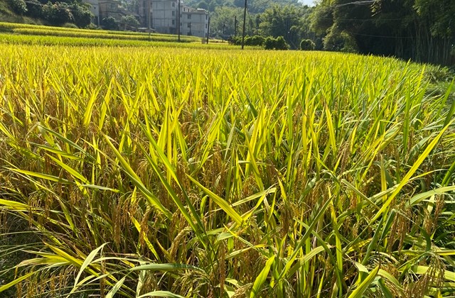 简单好听的女生网名(优选174个)