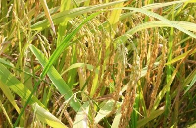 ​幸福情侣名字推荐(精选813个)