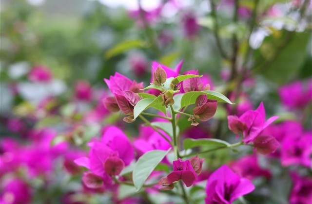 昵称女生简短好听