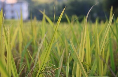 ​森系淡雅诗意网名大全(优选763个)